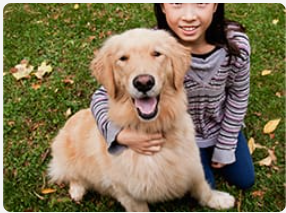 Golden retriever being hugged by little girl.