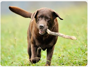 Labrador retriever running with a stick in his mouth.