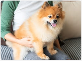 Pomeranian in the lap of her owner.