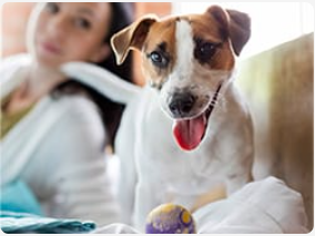 Terrier on the bed playing with a purple ball next to a woman.