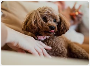 Poodle in the lap of a woman.