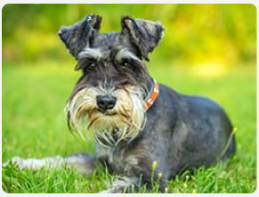 Schnauzer laying in a yard of grass