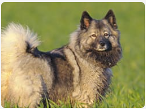 Keeshond in tall field of grass.