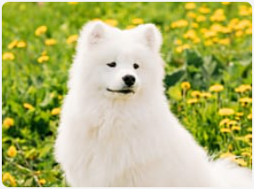 Samoyed standing in a field of yellow flowers.