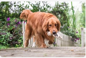 Golden retriever walking outside with his toy.