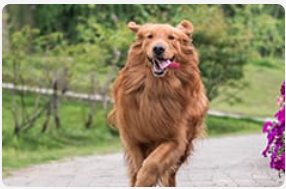 Golden retriever running at the park.