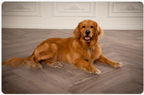 Golden retriever laying down.