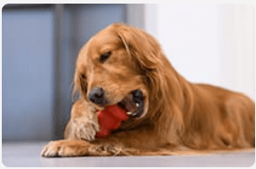 Golden retriever laying down playing with his red toy.