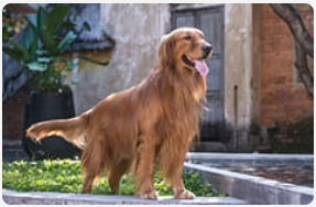 Golden retriever standing on platform outside.