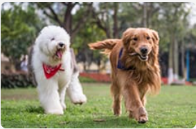 Golden retriever being chased with a stick in his mouth by another dog.