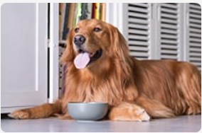 Golden retriever laying next to water bowl.