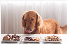 Golden retriever licking his lips looking at three plates of food.