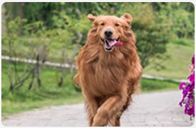 Golden retriever running at the park.