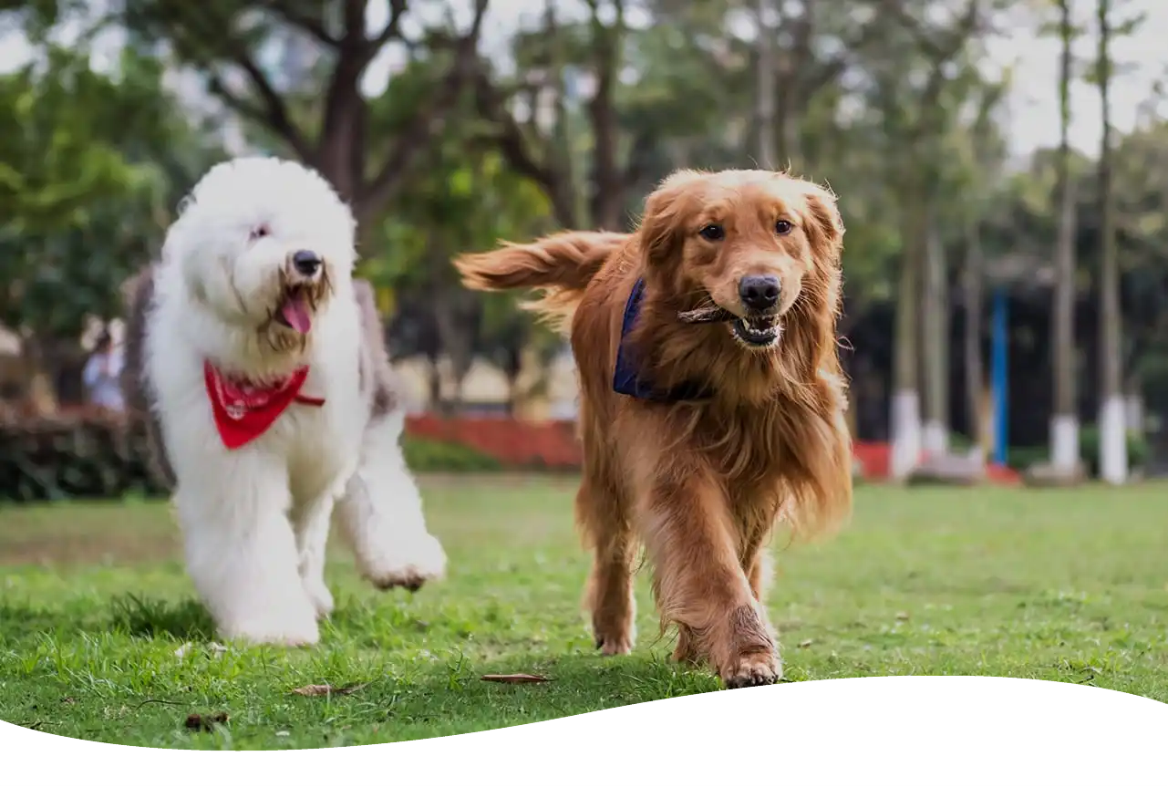 Golden retriever being chased with a stick in his mouth by another dog.