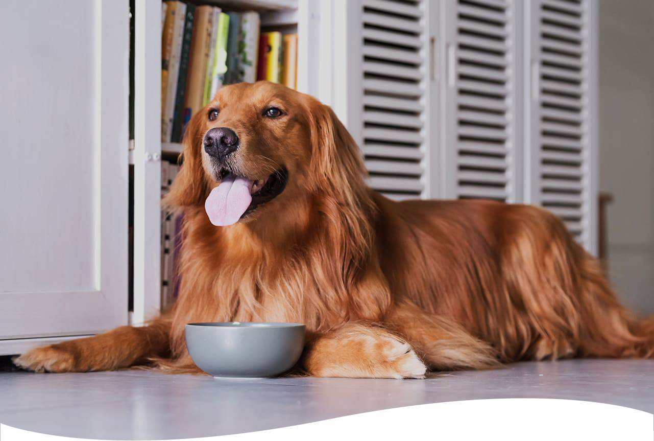 Golden retriever laying next to water bowl.