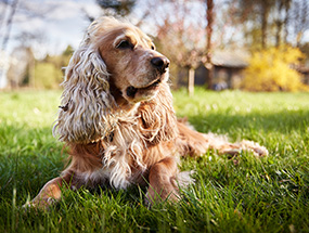 Close-up of cocker spaniel on grass.