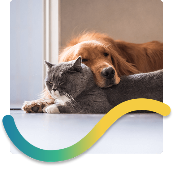 Golden retriever and grey cat laying on top of each other with rainbow swirl icon.