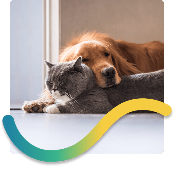 Golden retriever and grey cat laying on top of each other with rainbow swirl icon.