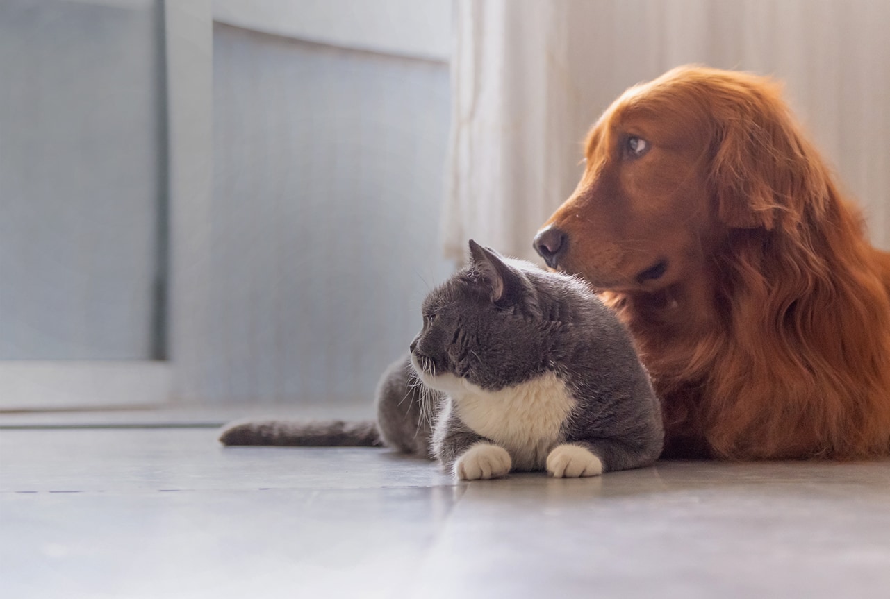 Golden retriever and grey cat laying next to each other looking at something to their left.
