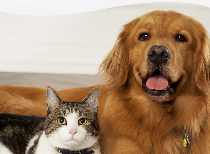 Golden retriever and grey cat laying next to each other looking directly to camera