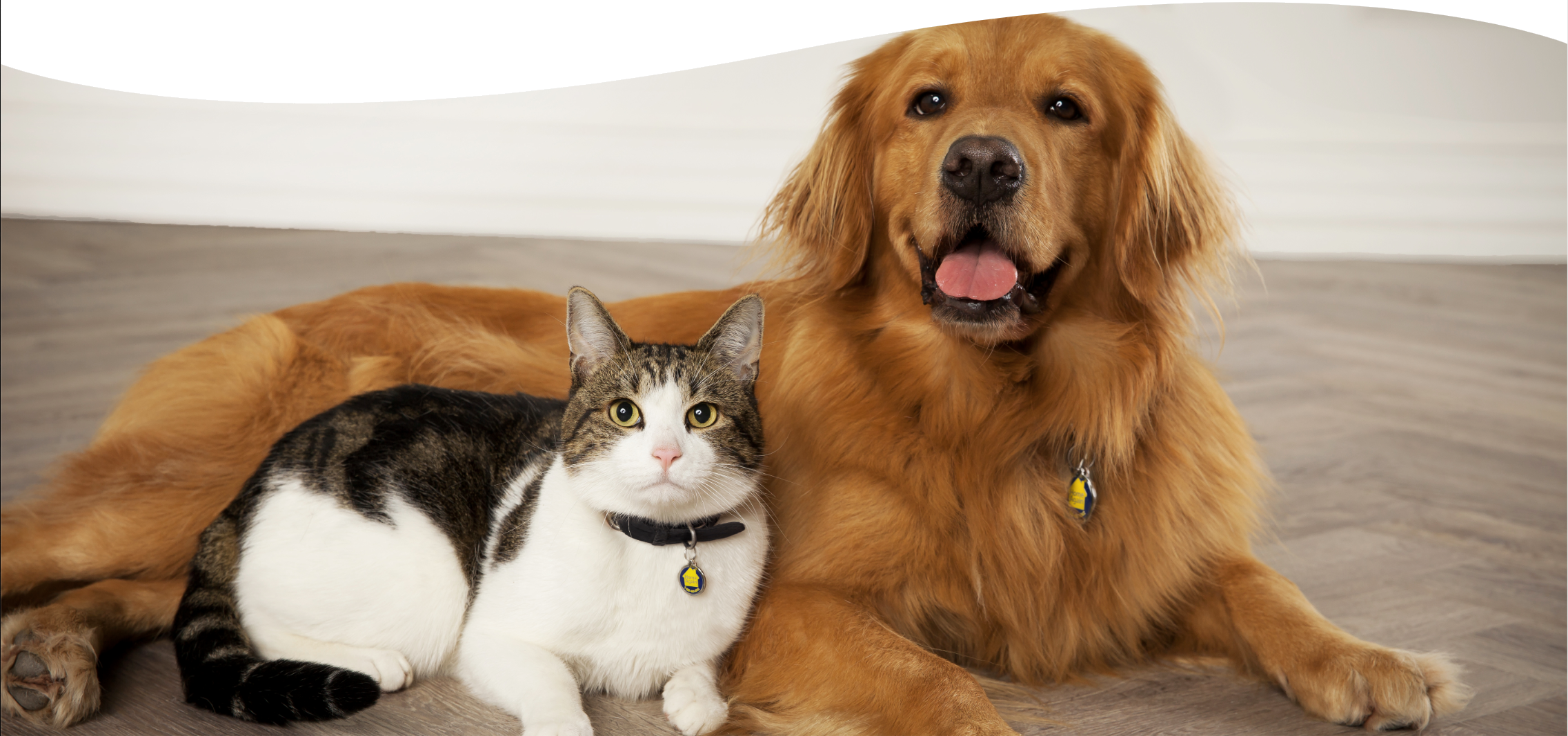 Golden retriever and cat laying next to each other.